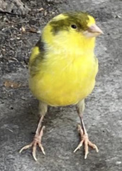 Serinus canaria domesticus