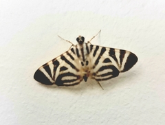 Spilomela