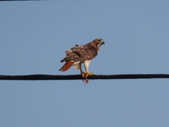 Buteo jamaicensis