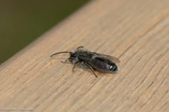 Andrena frigida