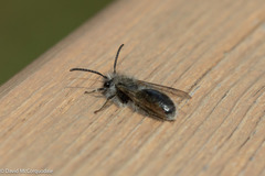 Andrena frigida