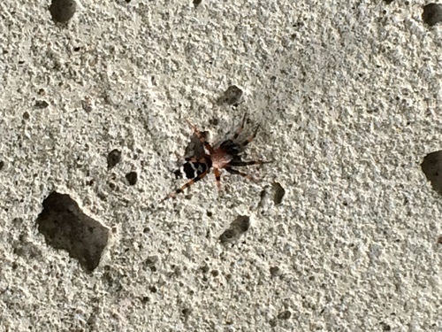 photo of Variegated Ground Spider (Sergiolus capulatus)