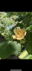 Liriodendron