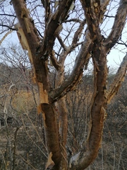 Bursera arida