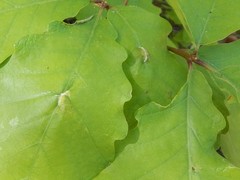 Macrodiplosis niveipila