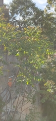 Ailanthus altissima