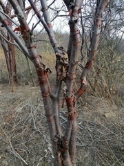 Bursera cinerea