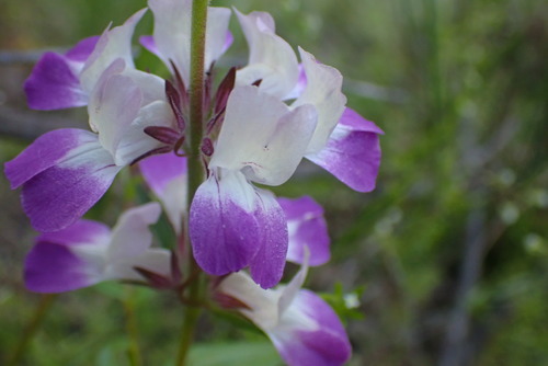 iNaturalist observation photo of Purple Chinese Houses