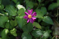 Eriocapitella × hybrida