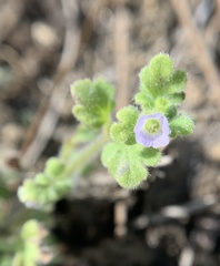 Nemophila parviflora quercifolia