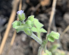 Nemophila parviflora quercifolia