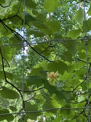 Liriodendron