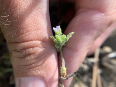 Nemophila parviflora quercifolia