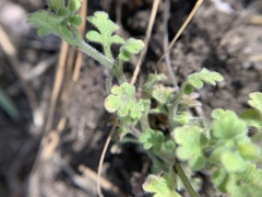 Nemophila parviflora quercifolia
