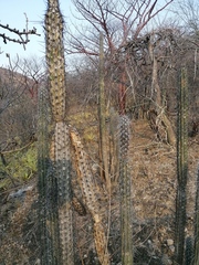 Lemaireocereus hollianus