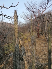 Lemaireocereus hollianus