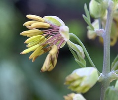 Thalictrum fendleri polycarpum