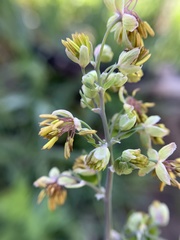 Thalictrum fendleri polycarpum
