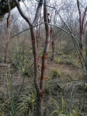 Bursera schlechtendalii