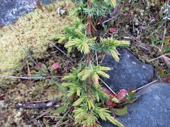 Juniperus rigida conferta