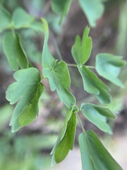 Thalictrum fendleri polycarpum