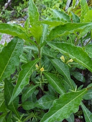 Triosteum angustifolium