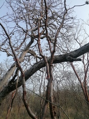 Bursera schlechtendalii