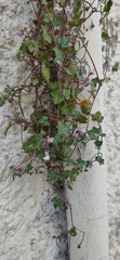 Cymbalaria muralis