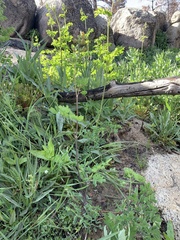 Thalictrum fendleri polycarpum