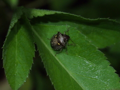 Eysarcoris guttigerus
