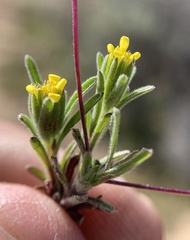 Rigiopappus leptocladus