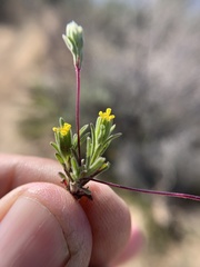 Rigiopappus leptocladus