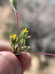 Rigiopappus leptocladus