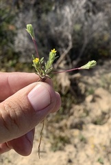 Rigiopappus leptocladus