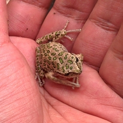 Gastrotheca marsupiata