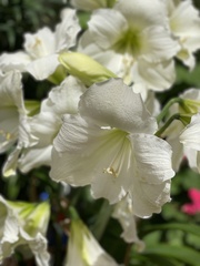 Hippeastrum reginae