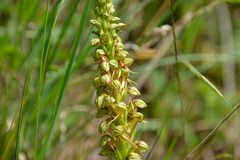 Orchis anthropophora
