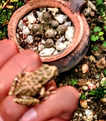 Gastrotheca marsupiata