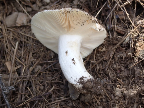 iNaturalist observation photo of brittlegills