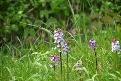 Orchis purpurea