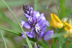 Polygala