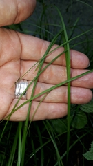 Carex brizoides
