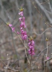 Daphne mezereum