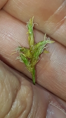 Carex brizoides