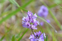 Polygala