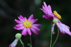 Eriocapitella × hybrida