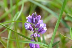 Polygala