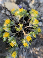 Eriophyllum pringlei