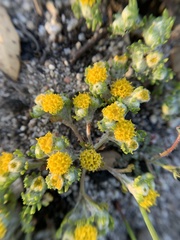 Eriophyllum pringlei