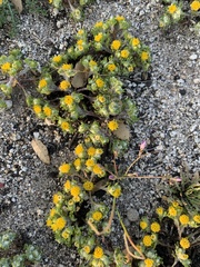 Eriophyllum pringlei